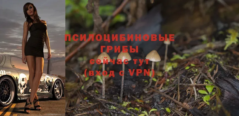 как найти закладки  Осташков  Галлюциногенные грибы Magic Shrooms 